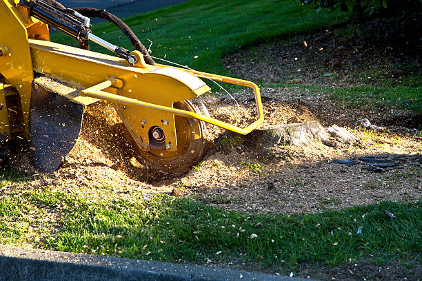 Why Choose Our Tree Removal Services in Mount Vernon, KY?